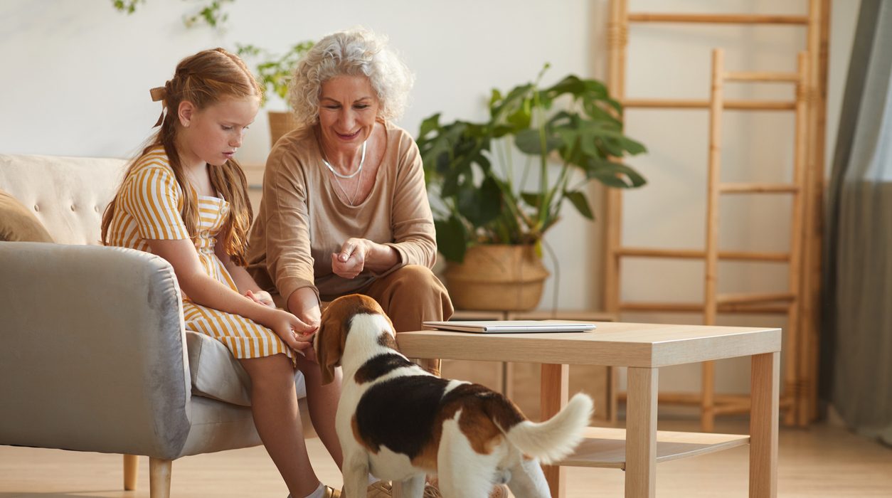 Grand-mère et petite-fille interagissant avec un chien beagle au salon, dans le cadre d'une séance de zoothérapie à domicile au Québec.