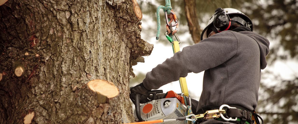 Travaux d’élagage réalisés par un arboriculteur attaché par un harnais de sécurité. Illustration d’une activité à risque liée aux services professionnels couverts par des assurances au Québec.