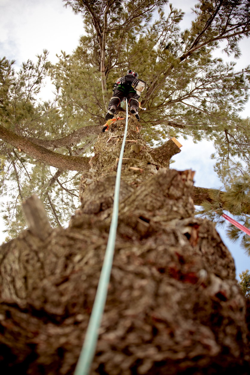 Arboriculteur effectuant une coupe d’arbre en hauteur à l’aide d’une scie et d’un système de cordage. Contexte de travaux spécialisés nécessitant une assurance responsabilité professionnelle au Québec.
