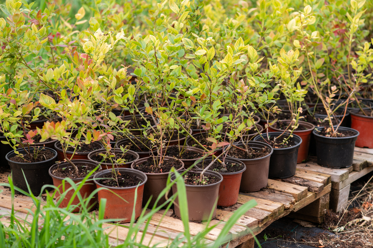 Production de plants agricoles et forestiers en pots à l’extérieur. Environnement typique d’une entreprise agricole et de foresterie au Québec.